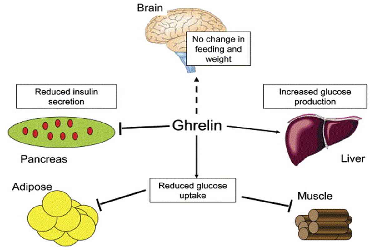 هورمون گرلین (Ghrelin) موثر در افزایش وزن بانوان - داروشناسی و هورمون ها