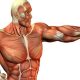 الفبای نگهداری عضلات - رژیم های غذایی - تغذیه ورزشی
