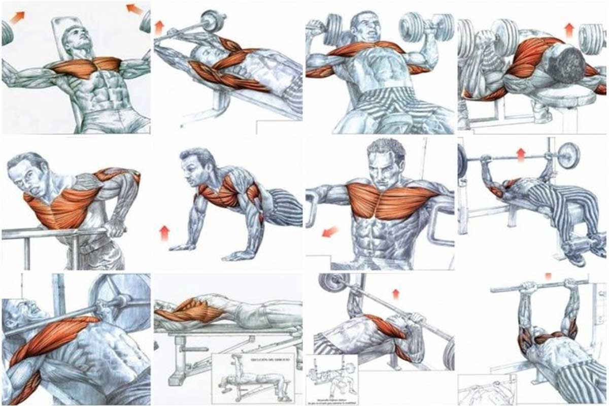 آموزش تمرین عضلات سینه در بدنسازی - روش تمرین