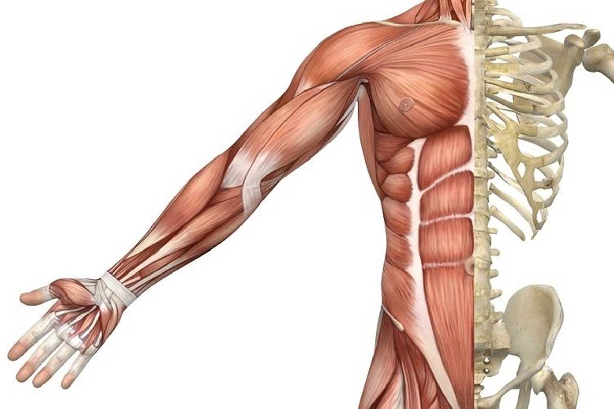انواع تارهای عضلانی - بدنسازی - مقاله بدنسازی
