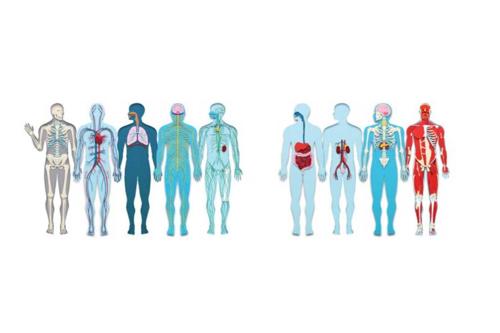 دستگاه های بدن انسان