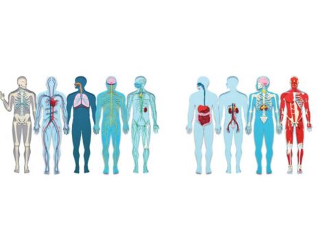 دستگاه های بدن انسان